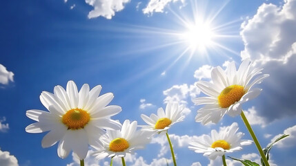 white daisies in the sun, beautiful sky, garden background.
