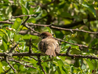 A small brown Eurasian Tree Sparrow perched on a branch in lush green foliage