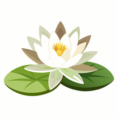 Lifelike vector illustration of a delicate white water lily with green leaves