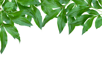 Frame of green peony leaves with transparent background. Copy space.