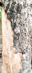 tree bark texture