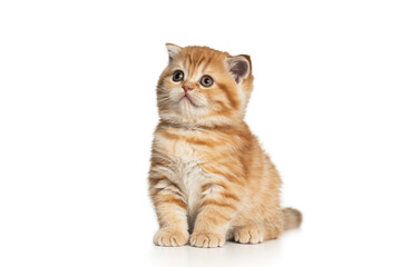 Obraz premium Cute ginger kitten sitting and looking up isolated on white background