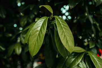 Bright green leaves growing on trees, living summer nature, freshness and beauty of natural plants
