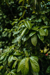 Bright green leaves growing on trees, living summer nature, freshness and beauty of natural plants