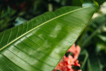 Green palm leaf growing in the nature. Summer tropical natural exotic wallpaper, background