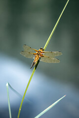 DRAGONFLY 2
