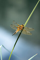 DRAGONFLY 3