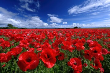 Obraz premium Vibrant poppy field under a bright blue sky in spring