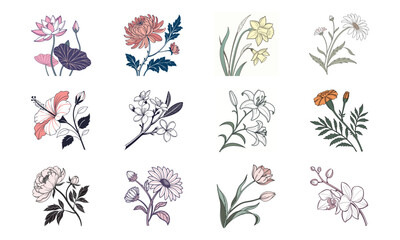 Elegant hand-drawn floral collection featuring lotus hibiscus chrysanthemum daffodil daisy jasmine lily marigold peony sunflower tulip orchid © Bellal Icon Studio