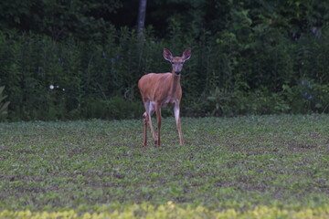 La Plaine 22 Juin 2025