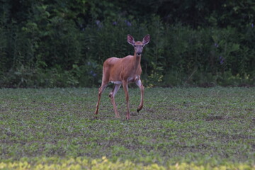 La Plaine 22 Juin 2025