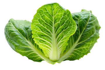 Fototapeta premium Fresh Baby Cos Lettuce Romaine Leaves Vibrant Green Color Isolated on White Background A I G E N E R A T E D - P N G isolated on a transparent background
