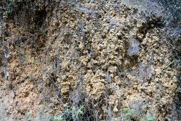 Tiny Roots Protruding from Eroded Earth Closeup