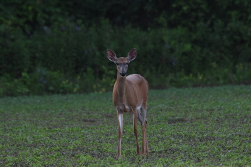 La Plaine 22 Juin 2025