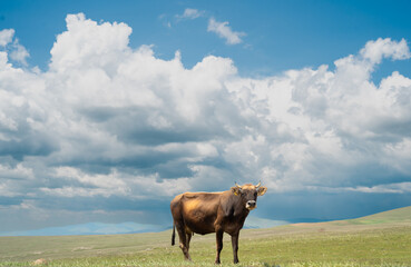 Cow grazing on a green field on a sunny day. Rural nature scene with farmland landscape and blue...