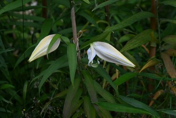 Golden rayed lily (Lilium auratum) flowers. A species endemic to Japan, large, fragrant white...