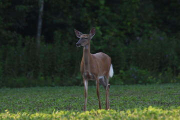 La Plaine 22 Juin 2025