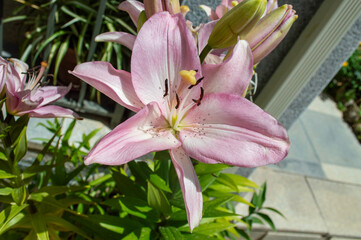Lirio rosa
