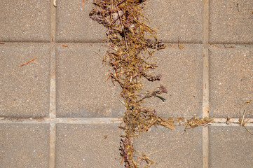 Acera con hierba seca