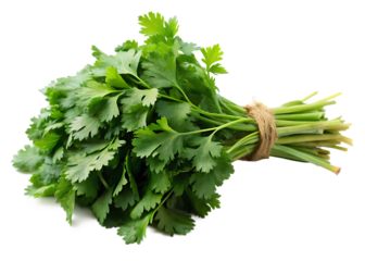 Fresh Green Cilantro Bunch Tied with Twine Isolated on White Background A I G E N E R A T E D - P N G isolated on a transparent background