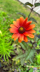 Close-up vertical shot of a vibrant orange flower in bloom, delicate petals glowing against softly blurred green background