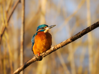 Kingfisher (Alcedo atthis) in the morning sun