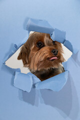 A playful Yorkshire terrier is peeking through a torn piece of blue paper, showcasing its curious...