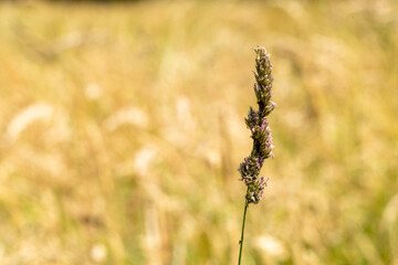 Fototapeta premium A single purple flower is standing in a field of yellow grass. The flower is the only thing visible in the image, and it is the main focus of the scene