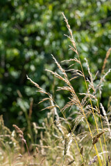 A field of tall grass with a few trees in the background. The grass is dry and brown, giving the image a somewhat desolate and lonely feeling