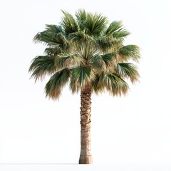 Fototapeta premium Tall Slender Palm Tree with Lush Green Fronds against White Background