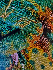close up of colorful lizard