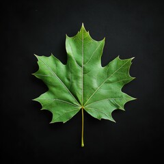 Fototapeta premium Vibrant Green Leaf Stands Out Against Dark Background in Nature