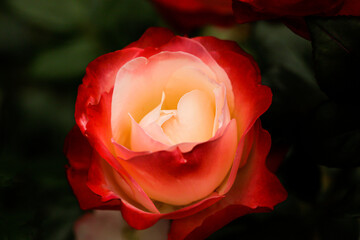 Blooming rose flower in the garden. View of Rosa Jubile du Prince de Monaco, flower of red and...