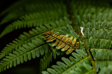 Detailed view of green fern leaves with visible brown spores in a natural setting.