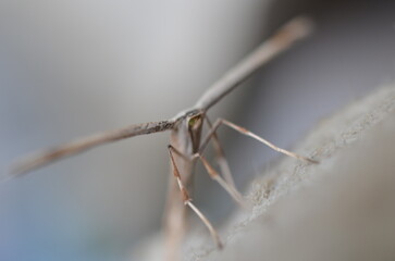 Close-up of common plume moth, Emmelina monodactyla