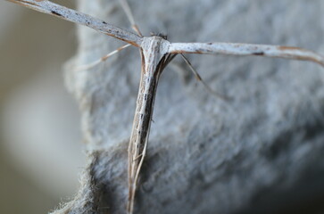 Common plume moth, Emmelina monodactyla