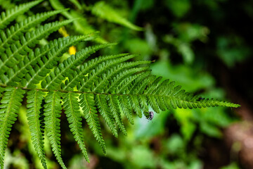 Detailed view of a green fern leaf with a small insect on it surrounded by lush foliage.