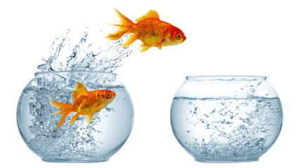 Goldfish jumping from one bowl to another, creating splashes of water, on a white isolated background.