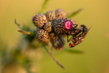 Owady siedzące na kwiatach ostu na łace.