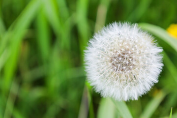 This macro shot features a fluffy dandelion seed head, standing out against a blurred green grass background. The image conveys the lightness and fragility of nature,