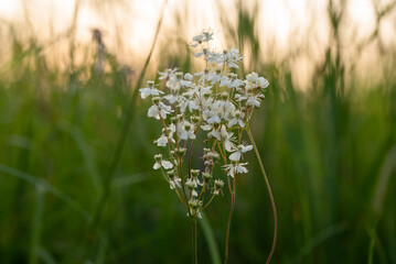 Wiązówka bulwkowa w beskidzie, tło kwiatowe.  © Elżbieta Kaps