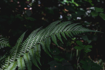 Close-up of a fern leaf with detailed texture in a dimly lit forest setting.