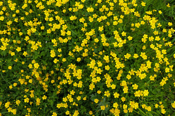 This shot shows a dense covering of yellow wildflowers growing among green grass, creating a bright...