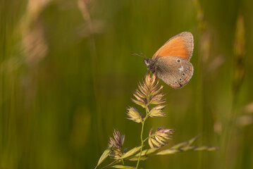Motyl strzępotek glicerion, Coenonympha glycerion, Coenonympha glycerion,  na górskiej łące. 