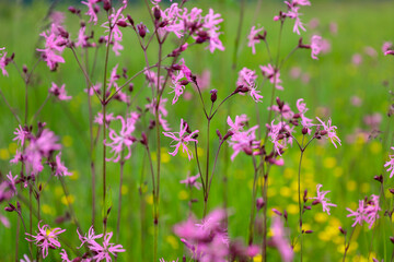 This shot features wildflowers blooming amidst green grass. Pink petals create a delicate contrast...