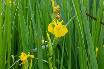 This shot features a vibrant yellow iris standing out among green stalks. Its rich color and...