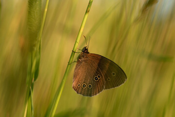 Piękny brązowy motyl przestrojnik trawnik na łące na trawie, tło natury.  © Elżbieta Kaps