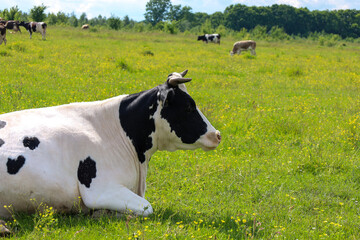 In a spacious green meadow, dotted with yellow flowers, a black and white cow lies, resting under a...