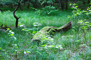 In a dense forest, an old fallen tree lies on vibrant green grass, thickly covered in moss. The...