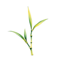 Fototapeta premium Isolated Bamboo Branch with Leaves on Black Background, Botanical Illustration